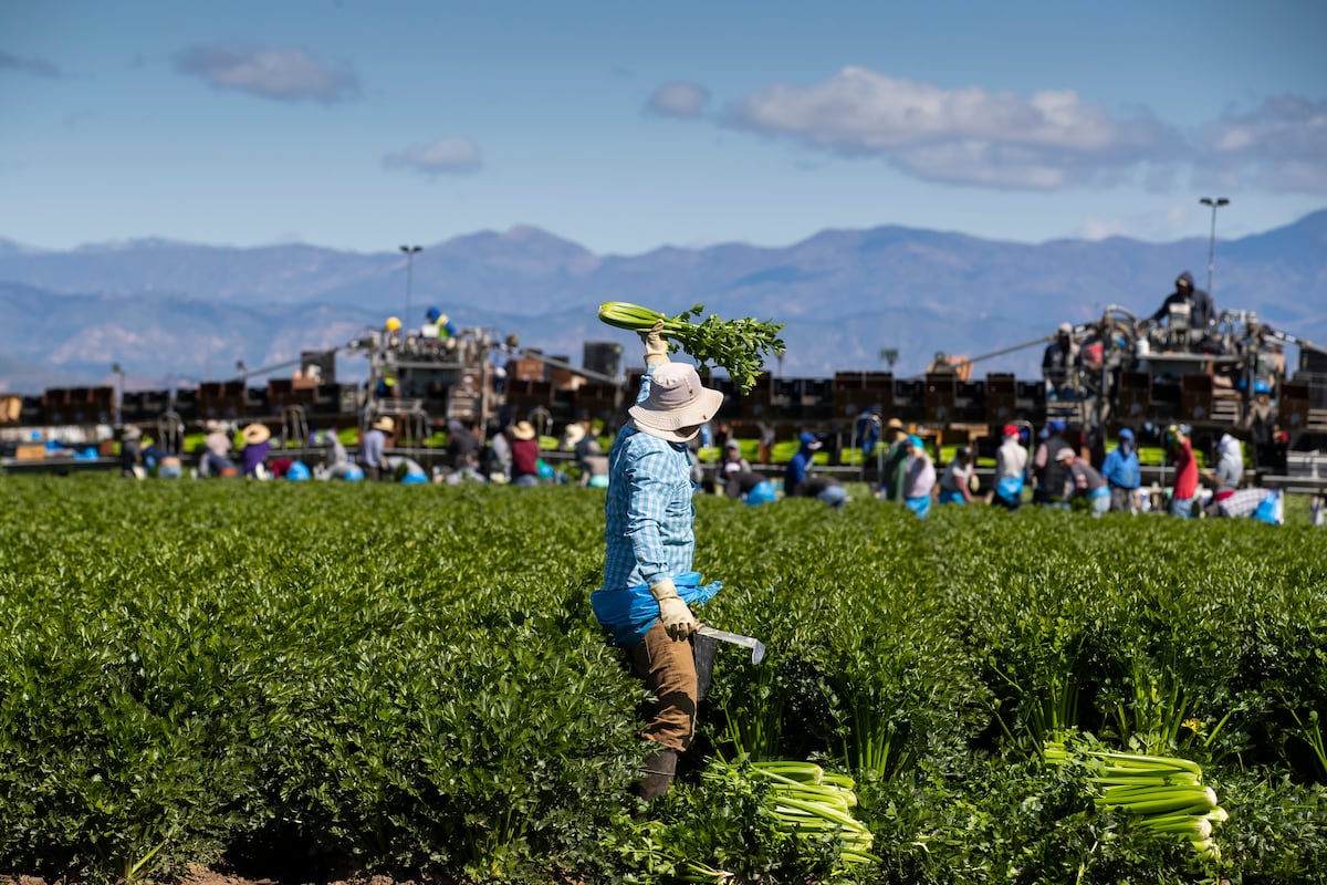 Trabalhadores rurais na Bud Farm, na Califórnia, colhem aipo em março de 2020. (Foto: Brent Stirton/Getty Images)