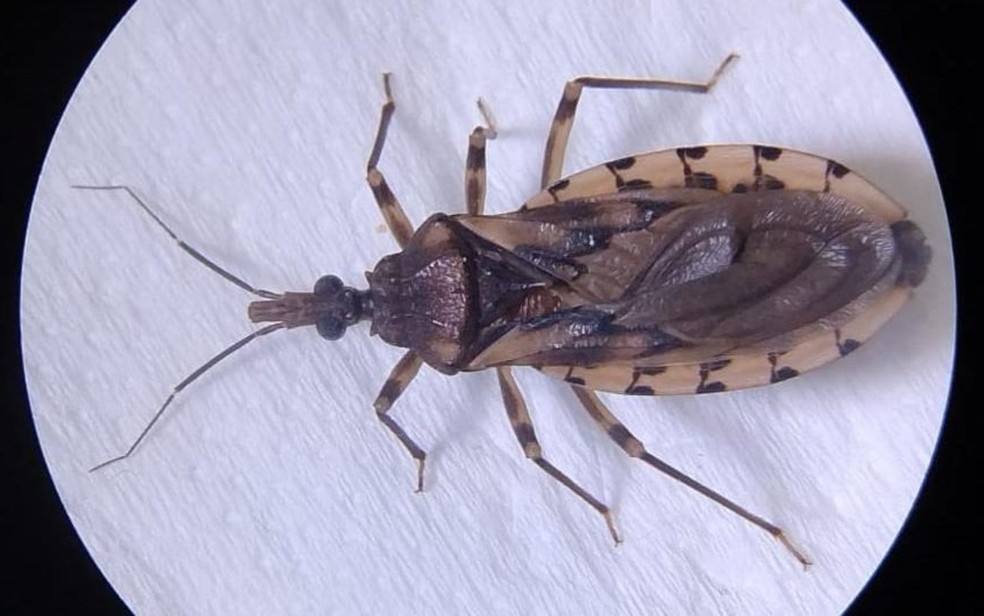 Mudanças climáticas aumentam risco da Doença de Chagas na Amazônia Mudanças climáticas aumentam risco da Doença de Chagas na Amazônia