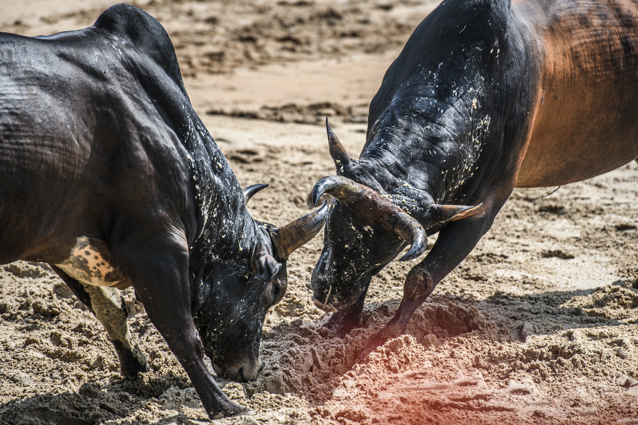 Luta de touros (Foto: Getty Images)