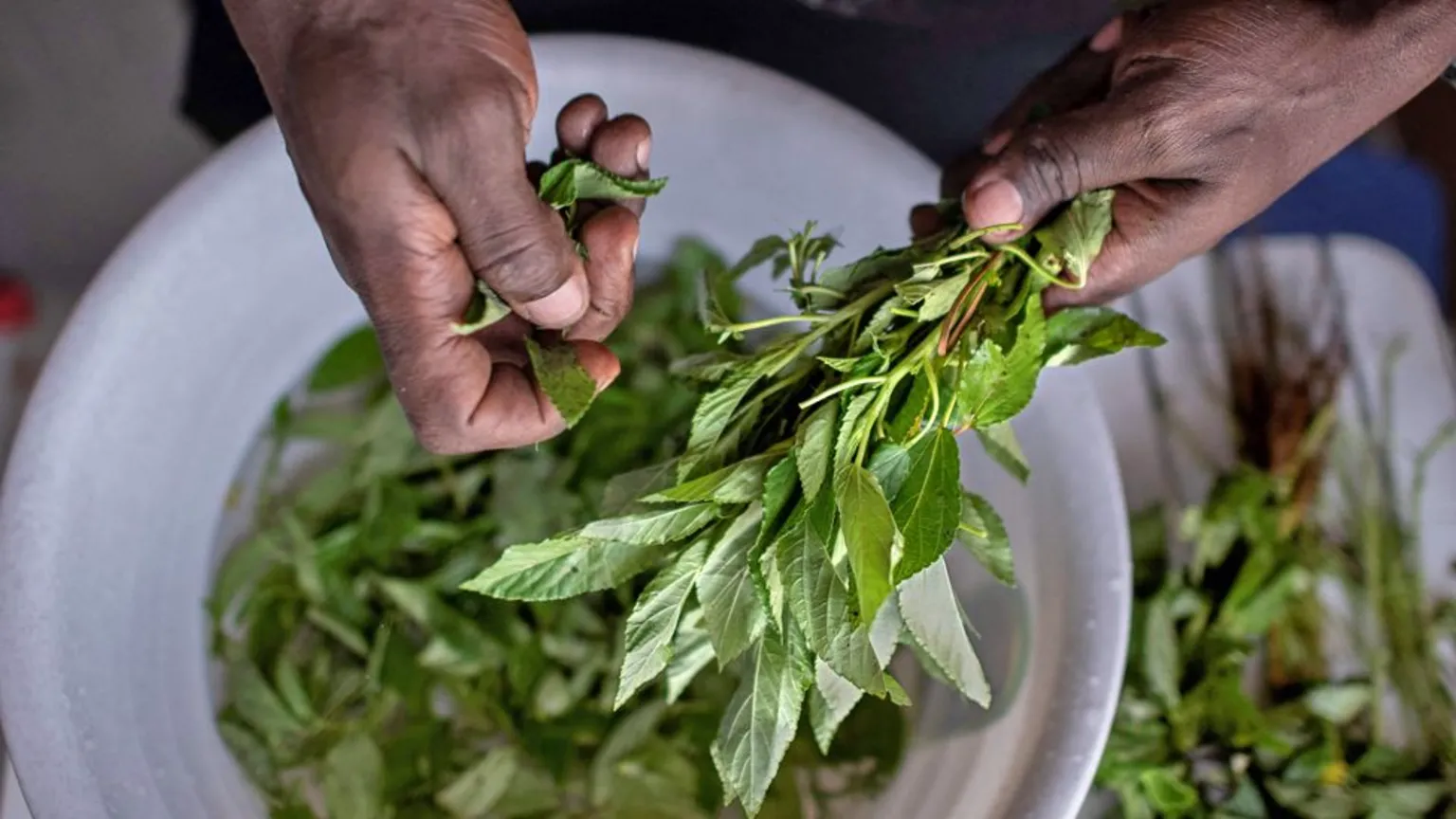 Ervas esquecidas se tornam sucesso gastronômico no Quênia Mrenda, sendo preparada aqui por um chef em Nairóbi, possui muitos mais micronutrientes do que o repolho (Foto: AFP/Getty Images)