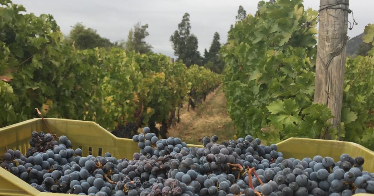 A vinícola tem como seu principal terroir a região de Apalta, no Chile, com uma produção anual entre 1 milhão e 1,5 milhão de garrafas - (Foto: Divulgação)