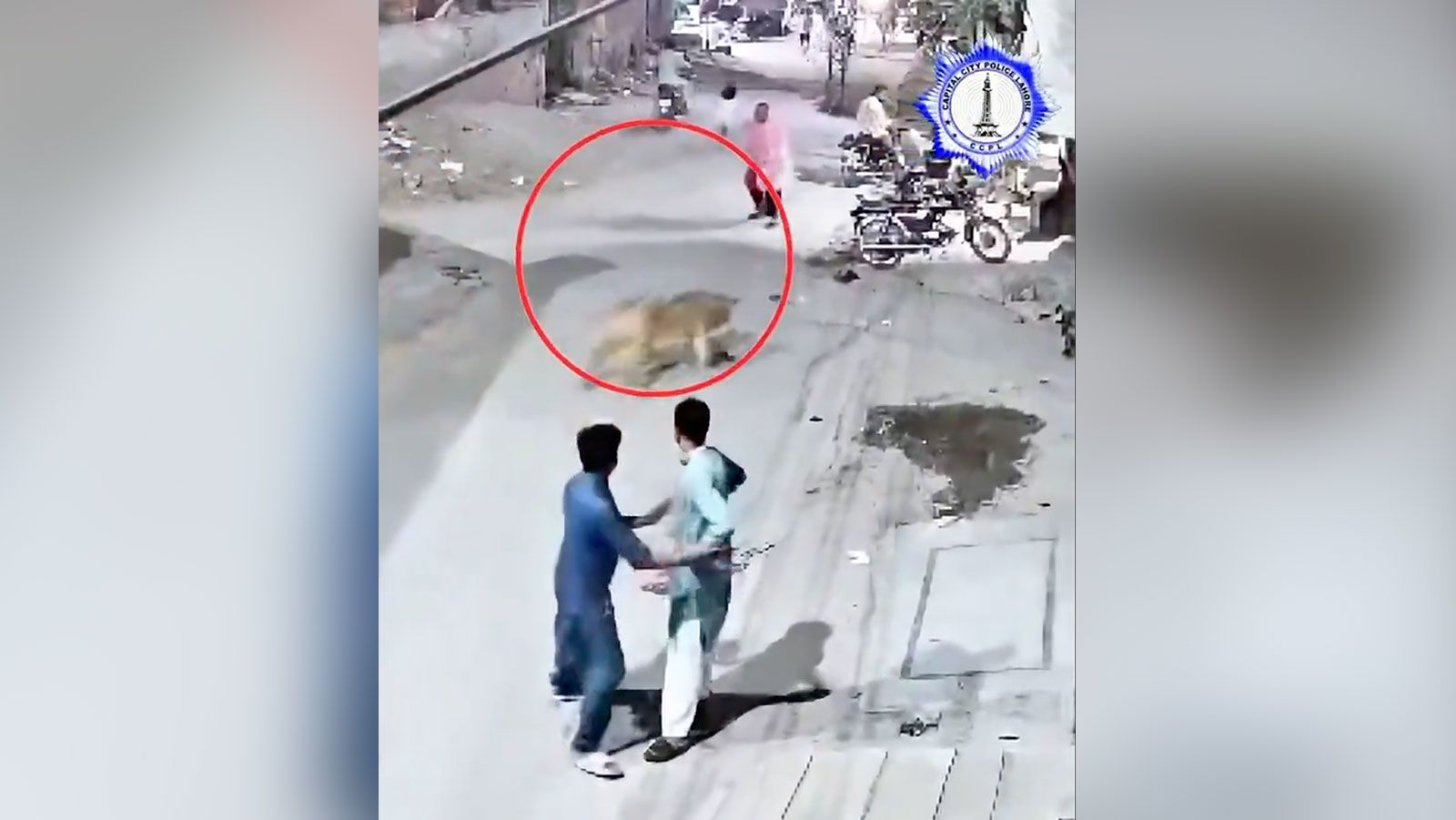 Leão de estimação ataca mulher e crianças no Paquistão; donos são presos Foto: Reprodução