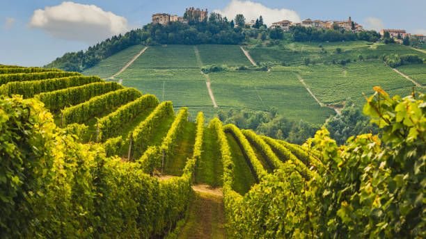 Vinhos tintos do Piemonte disponíveis por até R$ 400 no Brasil Foto: Reprodução