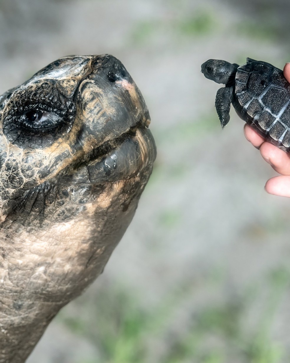 Tartaruga de 135 anos se torna pai pela primeira vez e pode entrar para o Guinness Tartaruga Golias tem primeiro filhote aos 135 anos (Foto: Reprodução/Zoo Miami)