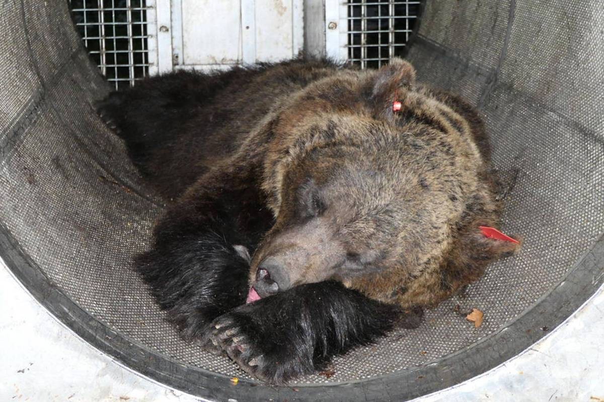 Ursa que matou corredor na Itália é transferida para santuário na Alemanha Gaia, filha de uma fêmea já considerada 'problemática', é irmã de outros dois animais que foram mortos após conflitos com humanos, um na Alemanha e outro na Suíça (Foto: Ansa via AFP)