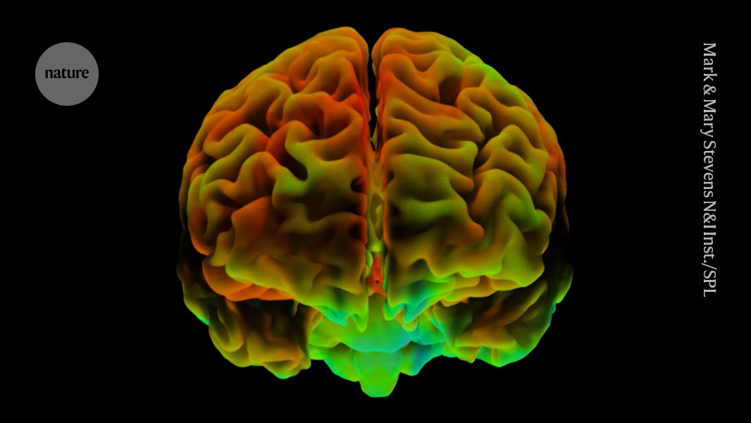 Atividade no córtex pré-frontal medial do cérebro mostra padrões semelhantes em pessoas otimistas. (Foto: Mark and Mary Stevens Neuroimaging and Informatics Institute/Science Photo Library)