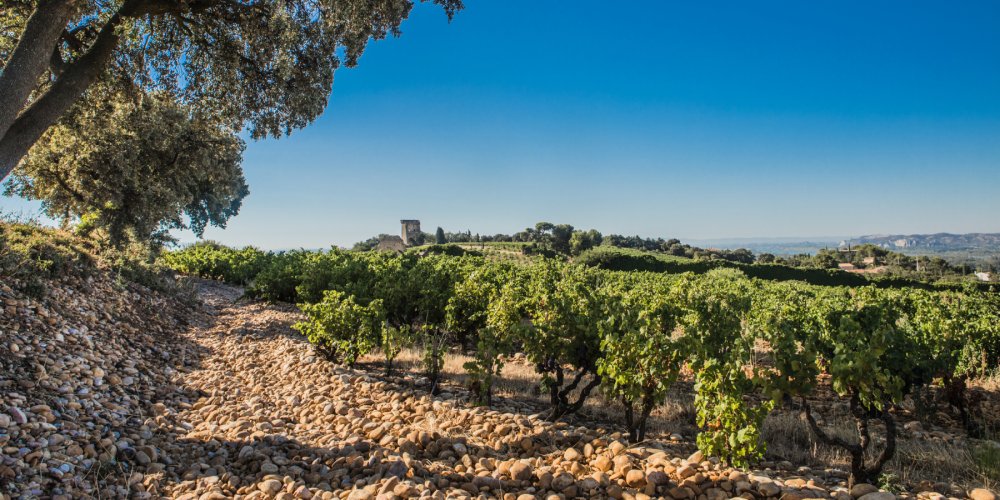 Descubra as ricas denominações da Vallée do Rhône sul Foto: Reprodução