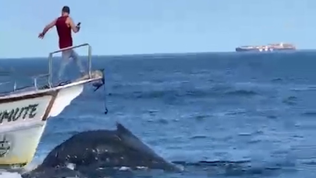 Baleia colidiu com barco em Arraial do Cabo e investigação está em andamento Momento em que barco atinge a baleia (Foto: Reprodução)