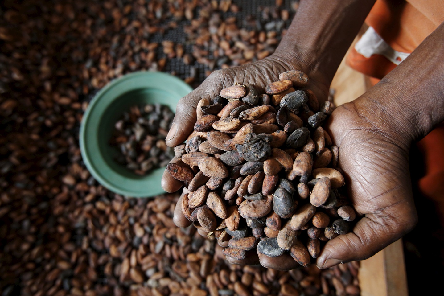Cacau atinge menor preço em oito meses enquanto açúcar registra alta Trabalhador segura grãos de cacau em uma empresa exportadora em San-Pedro, Costa do Marfim (Foto: REUTERS/Thierry Gouegnon)