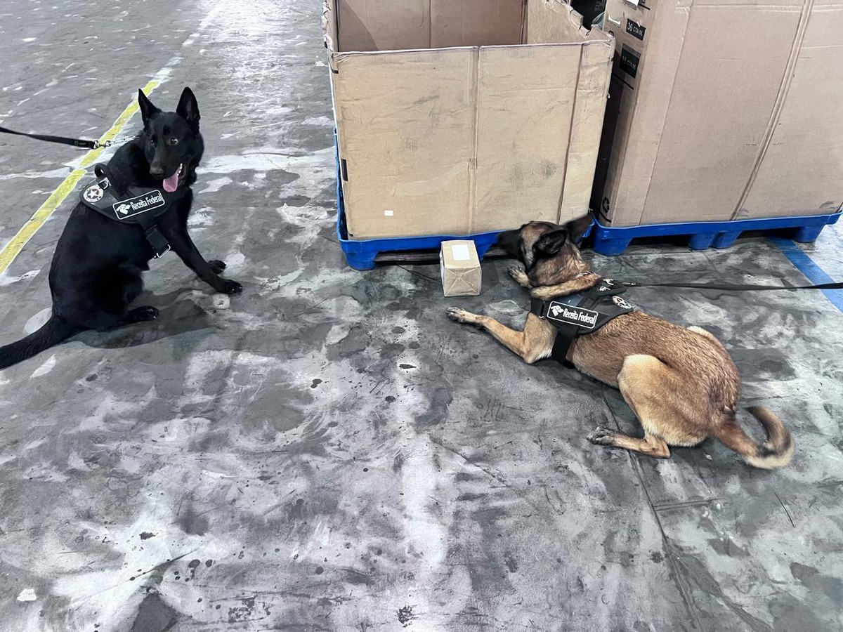 Receita Federal intercepta ecstasy escondido em lata de leite nos Correios do Rio Cães Elektra e Abby em ação da Receita Federal nos Correios do Rio (Foto: Divulgação/Receita Federal do Brasil)