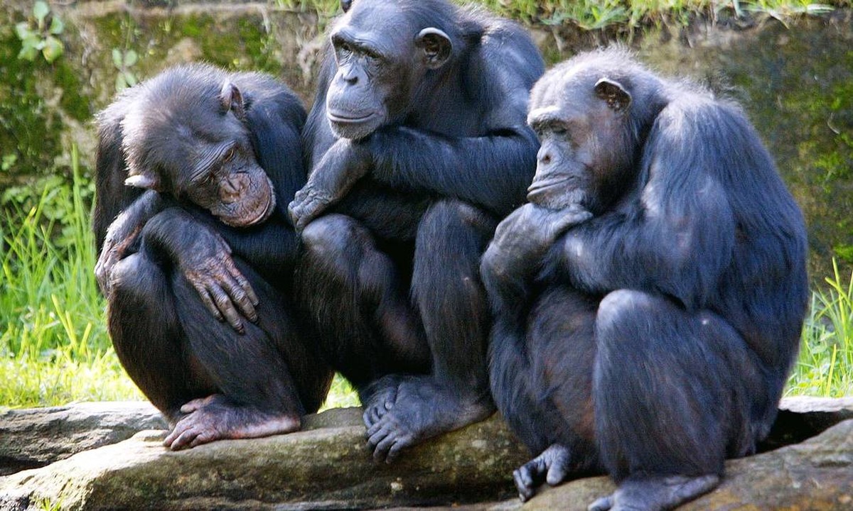 Mutação genética pode aumentar vulnerabilidade humana ao câncer em relação aos chimpanzés Chimpanzés (Foto: ROB ELLIOTT / AFP)