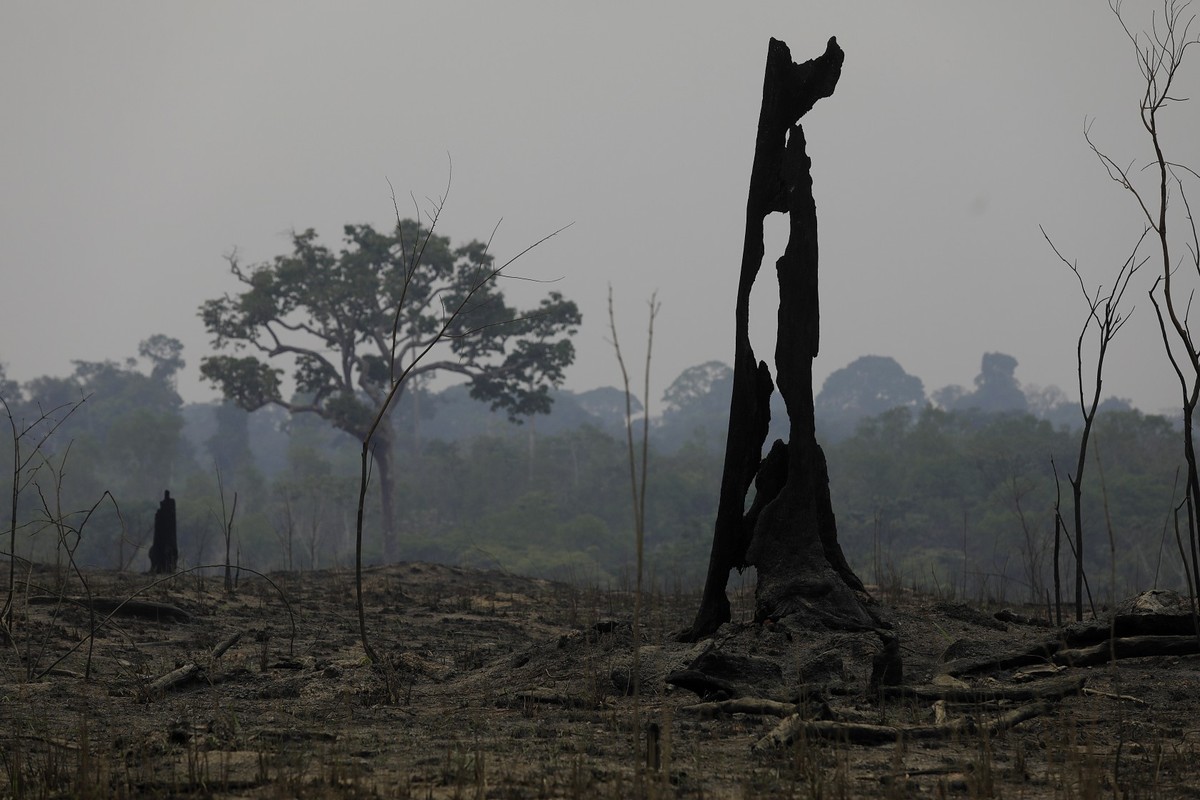 Desmatamento avança em ano da COP30 e preocupa especialistas ambientais Tronco queimado na Amazônia: fogo tem impulsionado desmatamento (Foto: Cristiano Mariz/Agência O Globo/ 10/09/2024)