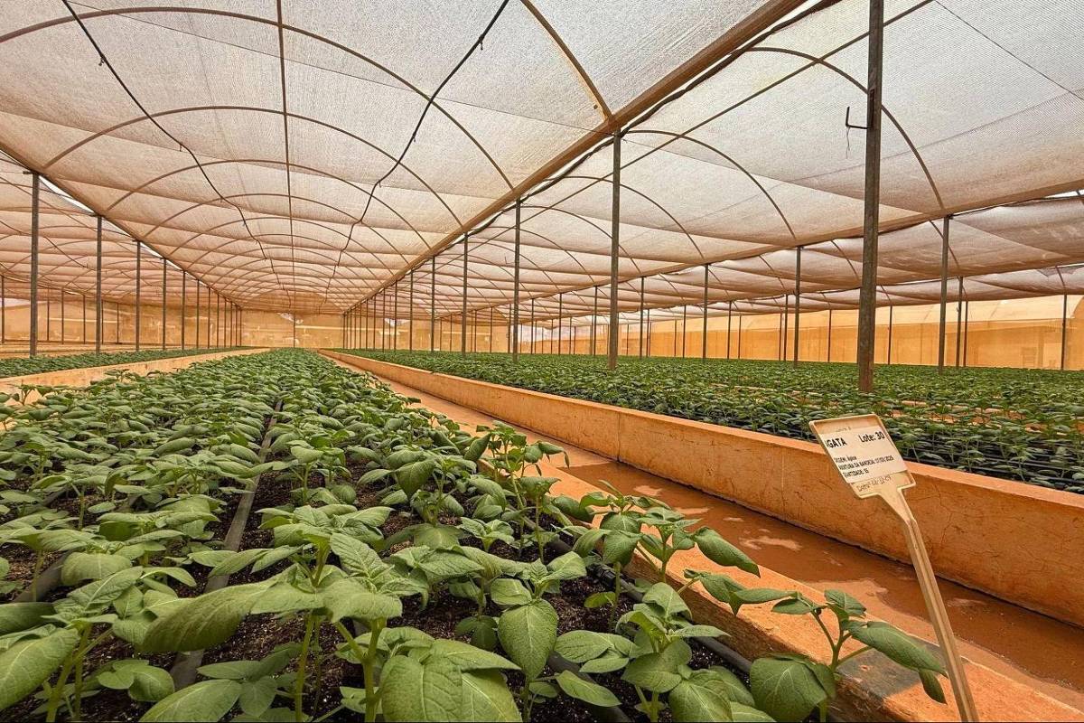 Foto:Reprodução