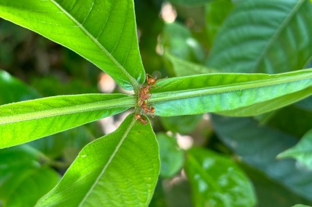 Conclusões da pesquisa são resultado da análise de dados publicados em 27 estudos empíricos sobre as relações entre formigas, polinizadores e plantas com nectários extraflorais (Foto: Amanda Vieira da Silva/UFABC)
