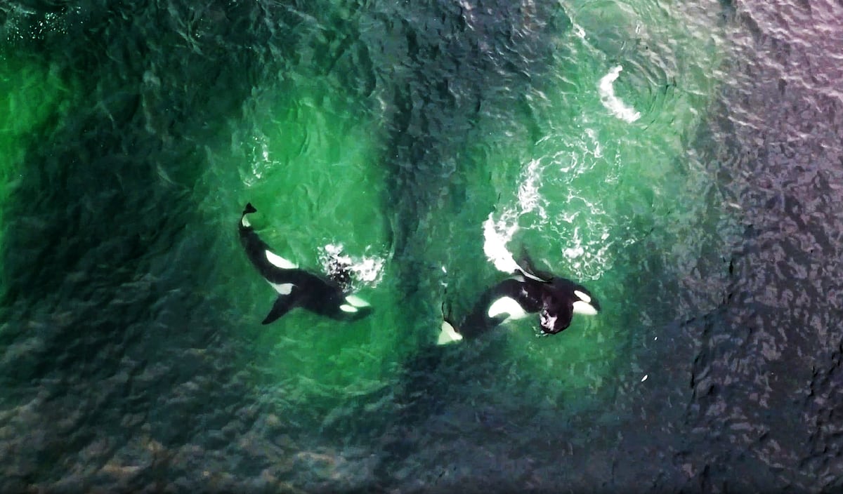 As orcas coordenam seus movimentos e aturdem suas vítimas com a cauda, seguindo “um padrão geométrico”. (Foto: Norwegian Orca Survey / Patrick Dykstra)