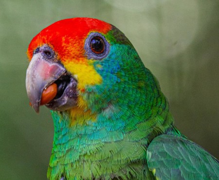 Papagaio-chauá (Amazona rhodocorytha): após reintrodução em reserva florestal em Alagoas, à espera da companhia de outros bichos (Foto: Luís Fábio Silveira/Museu de Zoologia-USP)