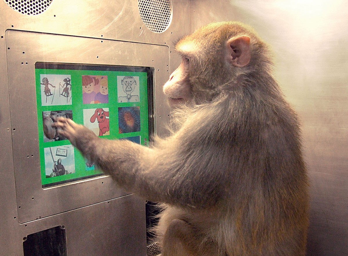 Chimpanzé usa ilustrações para passar mensagens (Foto: Herb Terrace/Divulgação)
