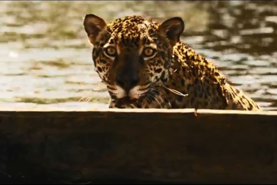 Felinos mudam hábitos para resistir às crises (Foto: Reprodução/TV Globo)