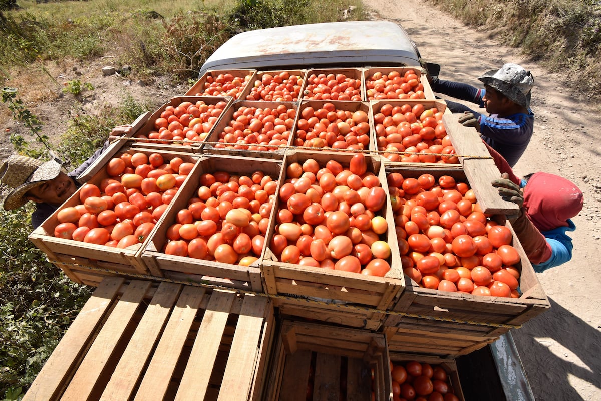 EUA impõem tarifa de 17% sobre exportações de tomate do México Produtores de tomate em Azinyahualco, Guerrero. (Foto: Dassaev Téllez Adame/Cuartoscuro)