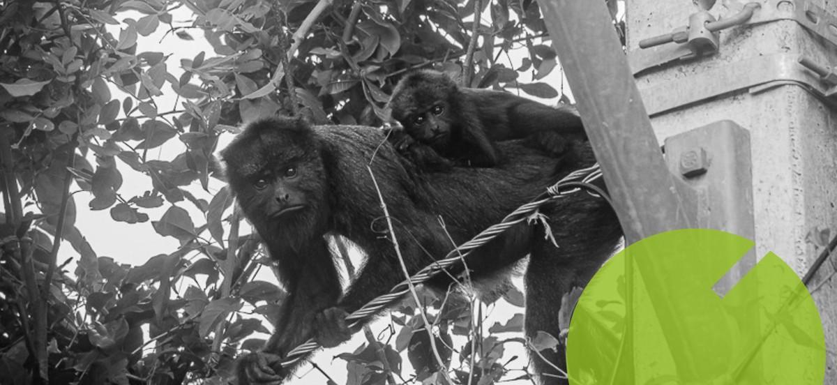 Família de macacos bugios é avistada em Quissamã, trazendo esperança à espécie Bugios são avistados em Quissamã, no Norte do Rio — Foto: Divulgação