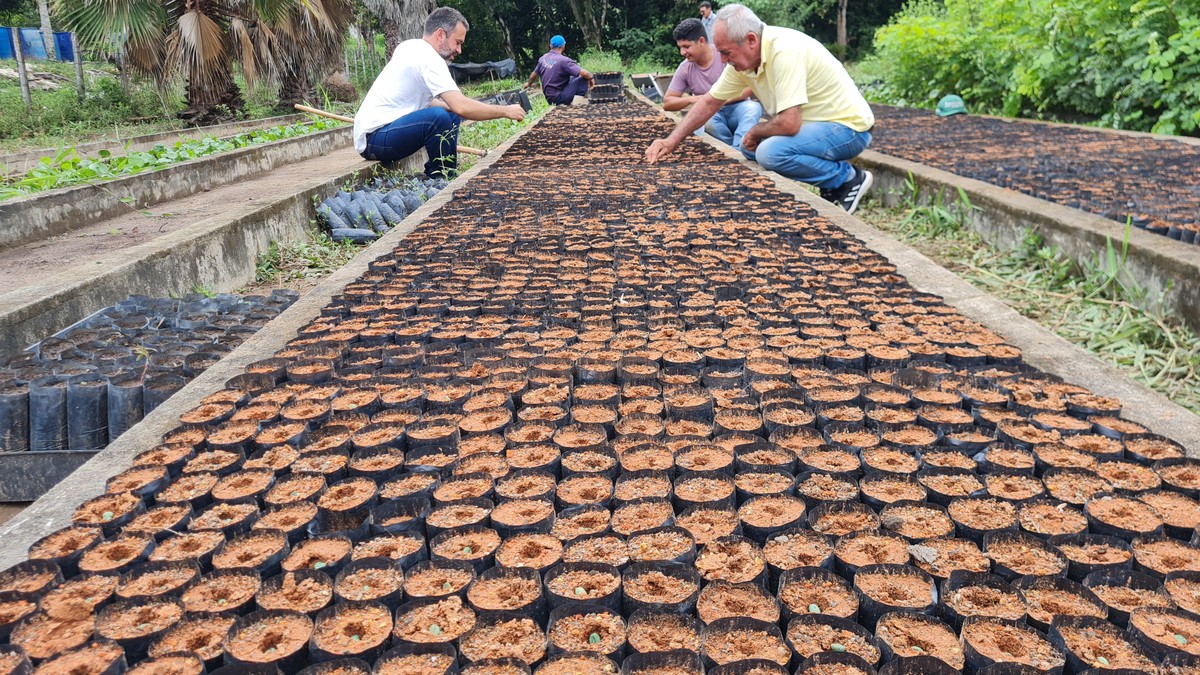 Café retorna a uma das regiões históricas de cultivo no Brasil Região do Brejo Paraibano tem temperaturas mais amenas (Foto: Divulgação)
