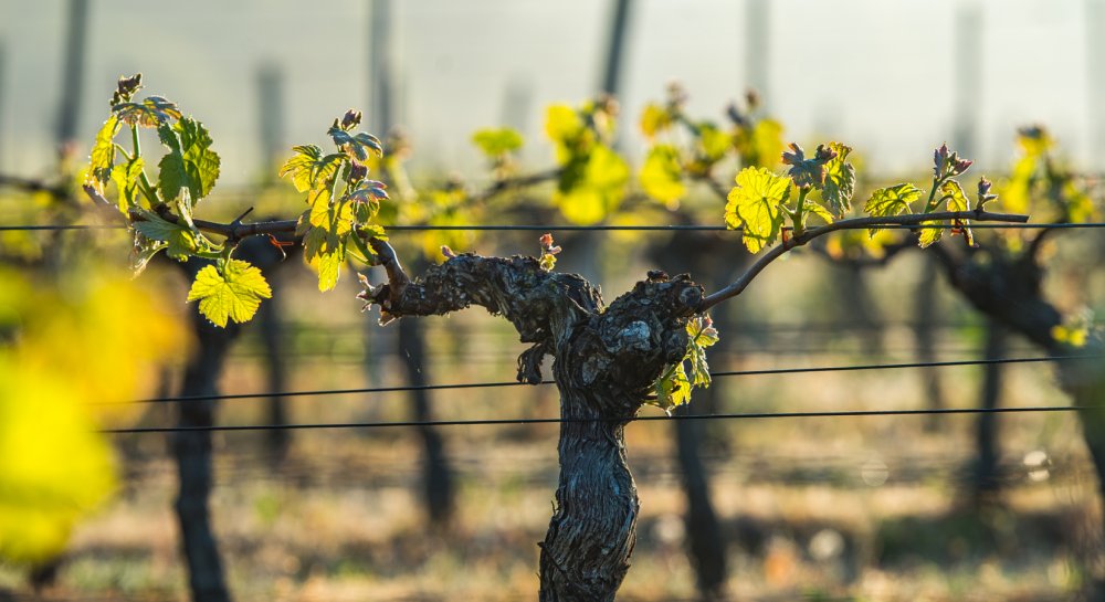Côtes de Duras revela a riqueza dos vinhos do sul do Oeste francês Foto: Reprodução