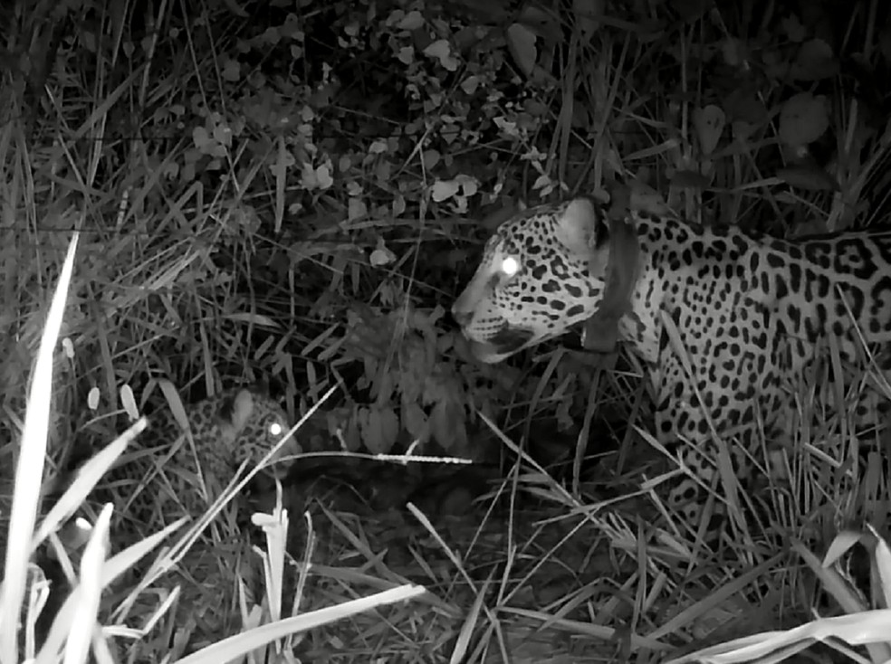 Registro fotográfico confirmou a presença do filhote. (Foto: ONG OnçaFari)