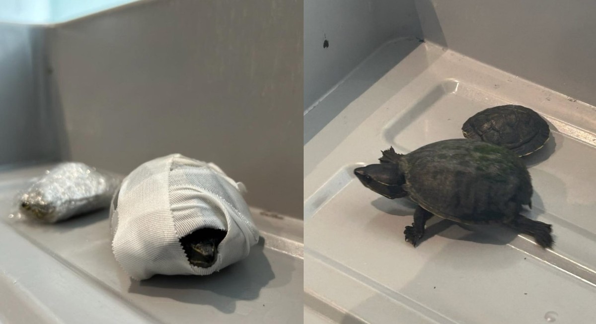 Mulher foi pega em revista de aeroporto com tartarugas no sutiã (Foto: Divulgação)