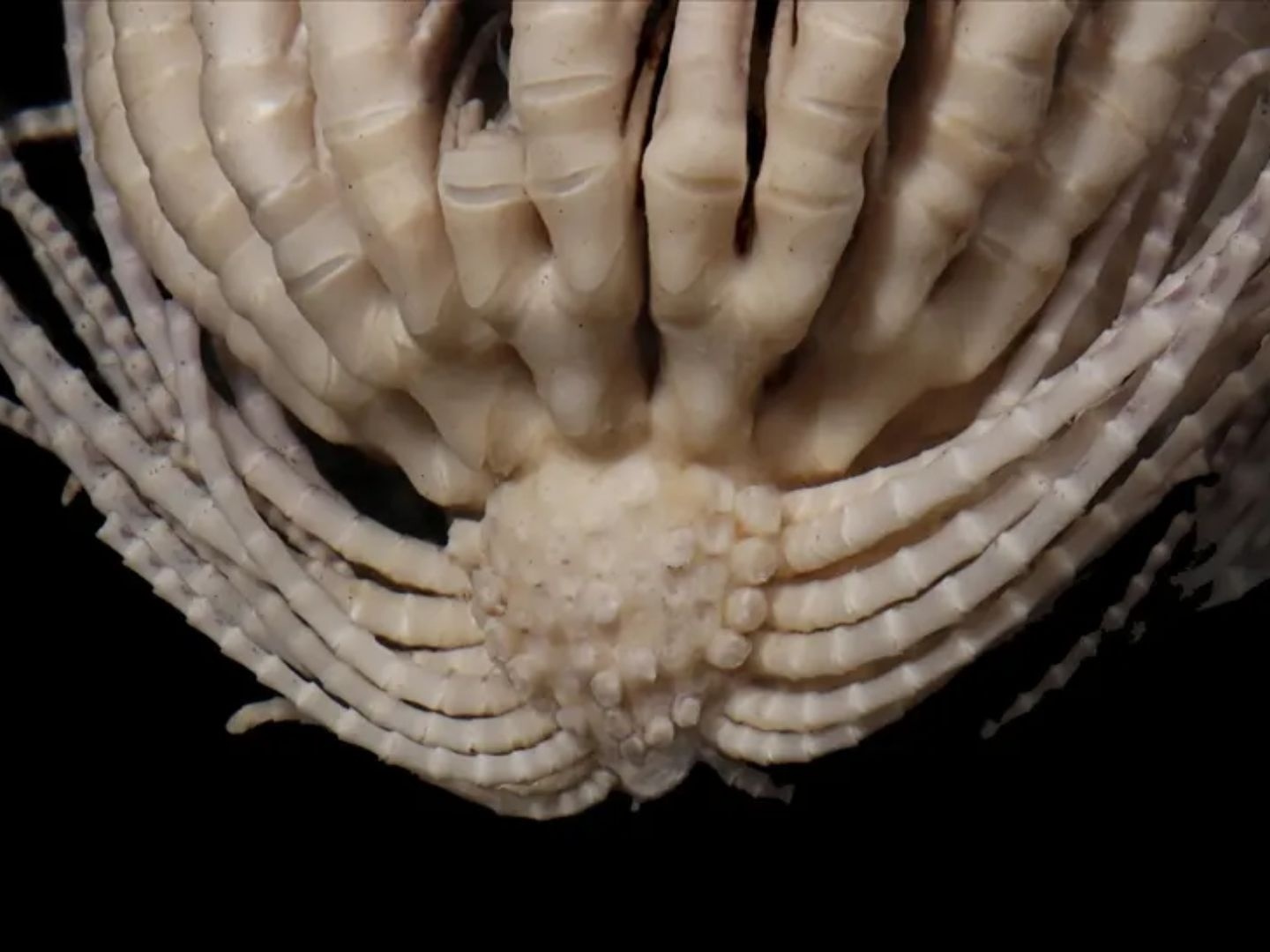 Animal com 20 braços é descoberto nas águas geladas da Antártida Estrela-pena-morango (Promachocrinus fragarius). (Foto: McLaughlin, Wilson e Rouse)
