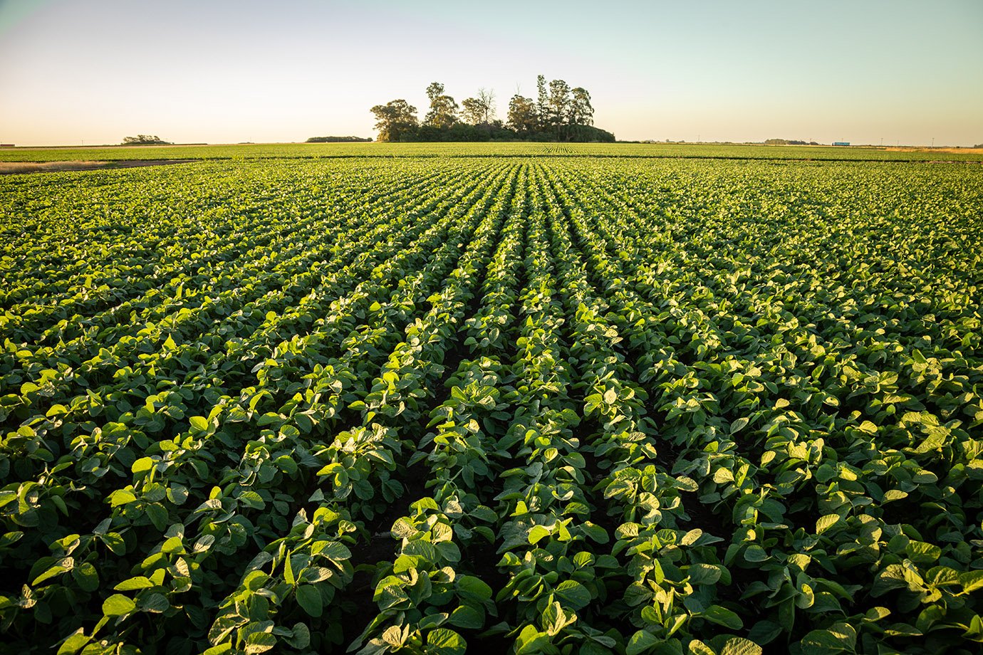 Brasil deve alcançar produção histórica de grãos em 2025, revela IBGE A área colhida em 2025 tem previsão de elevar em 81,2 milhões de hectares (Foto: GDM/Divulgação)
