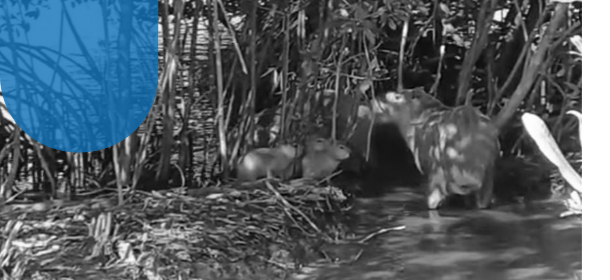 Capivaras nascem na Lagoa Rodrigo de Freitas e destacam aumento da biodiversidade Projeto Manguezal da Lagoa restaura fauna na Lagoa Rodrigo de Freitas (Foto: Reprodução/ redes sociais)