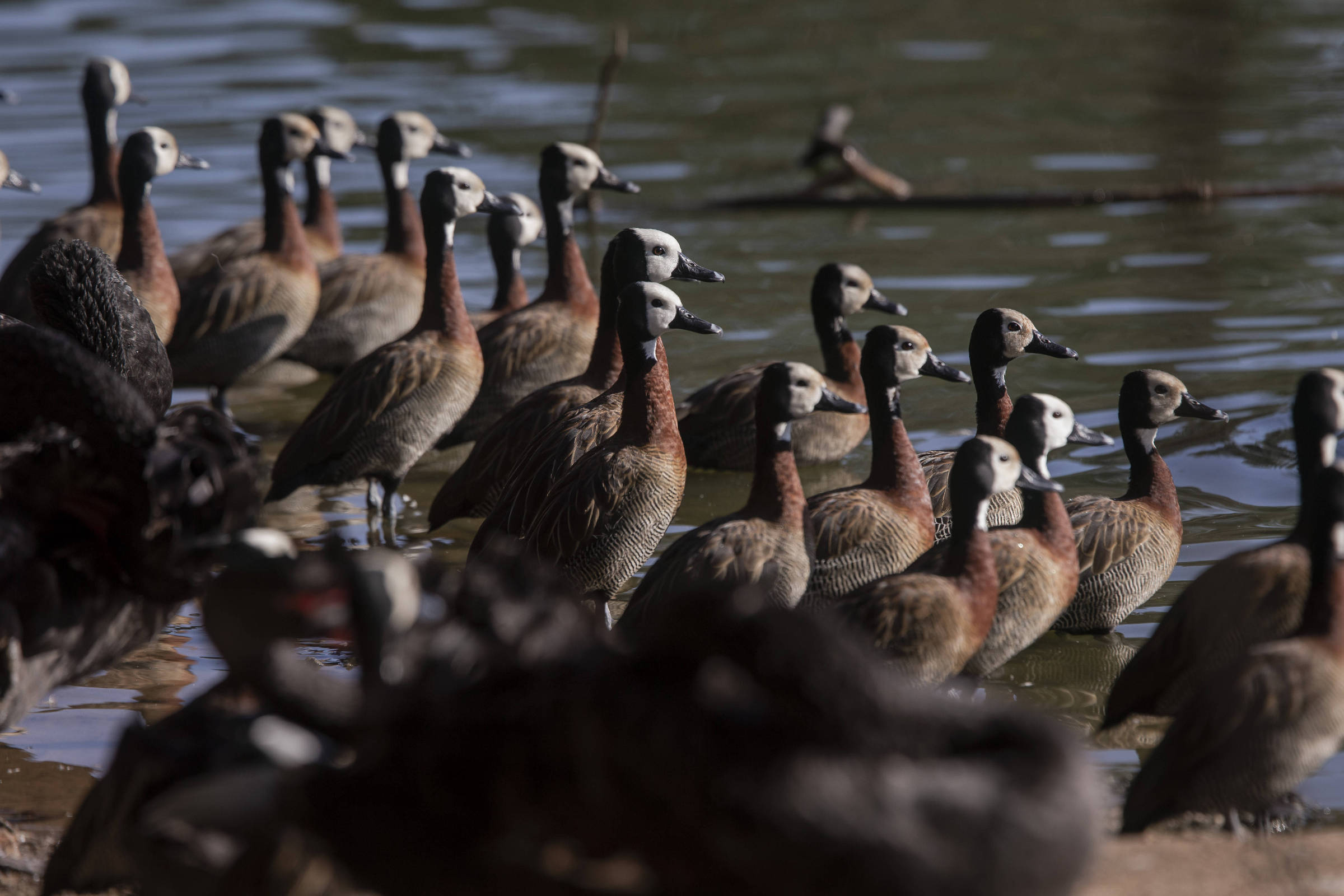Governo de São Paulo confirma novos casos de gripe aviária em aves do Pq. Ibirapuera Os irerês podem ser encontrados no parque Ibirapuera (Foto: Adriano Vizoni/Adriano Vizoni)