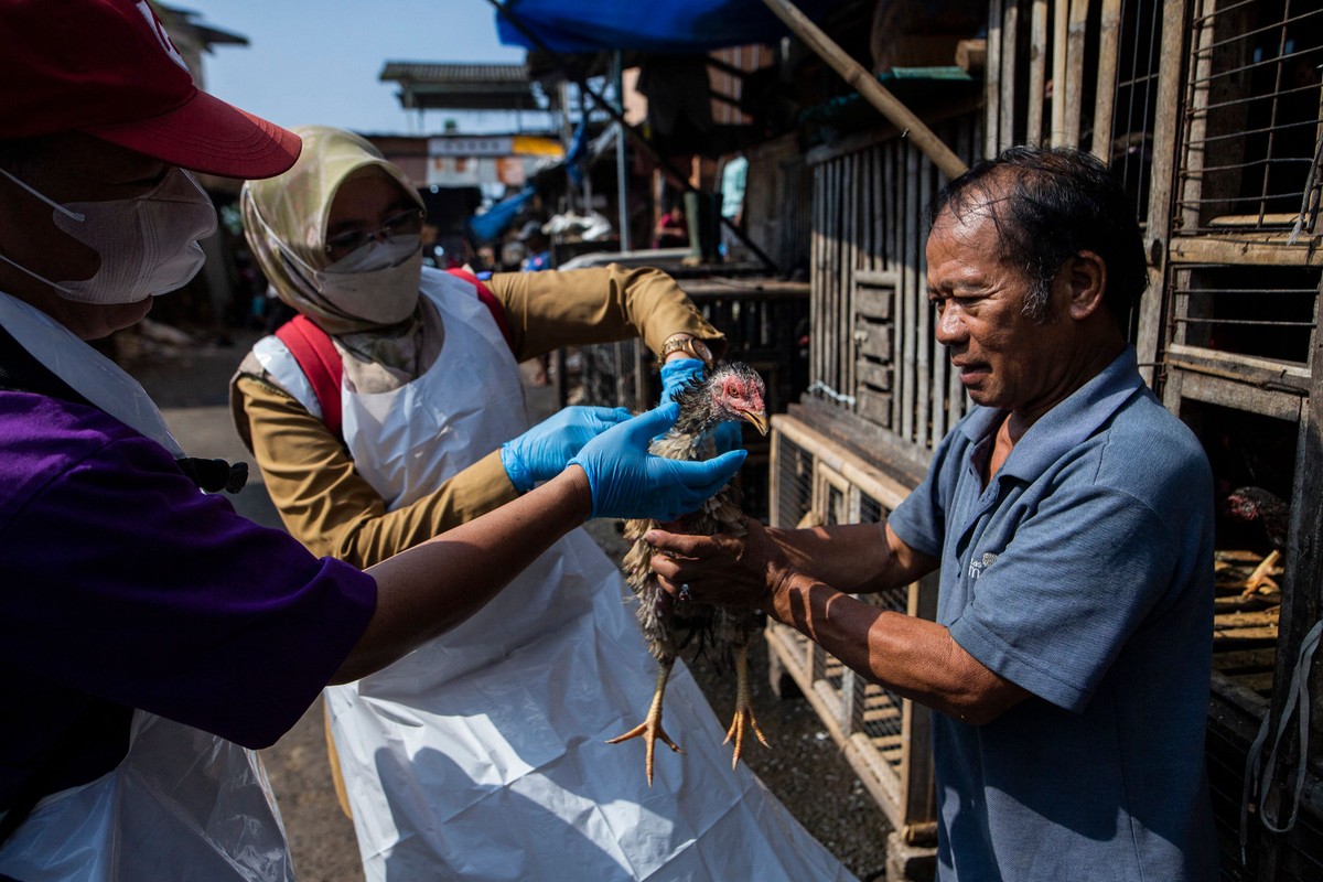 Camboja registra quinta morte por gripe aviária em humanos em 2023 Veterinários coletam amostra para a verificação do vírus da gripe aviária antes do mês sagrado do Ramadã, em Bogor, Java Ocidental (Foto: ADITYA AJI / AFP)