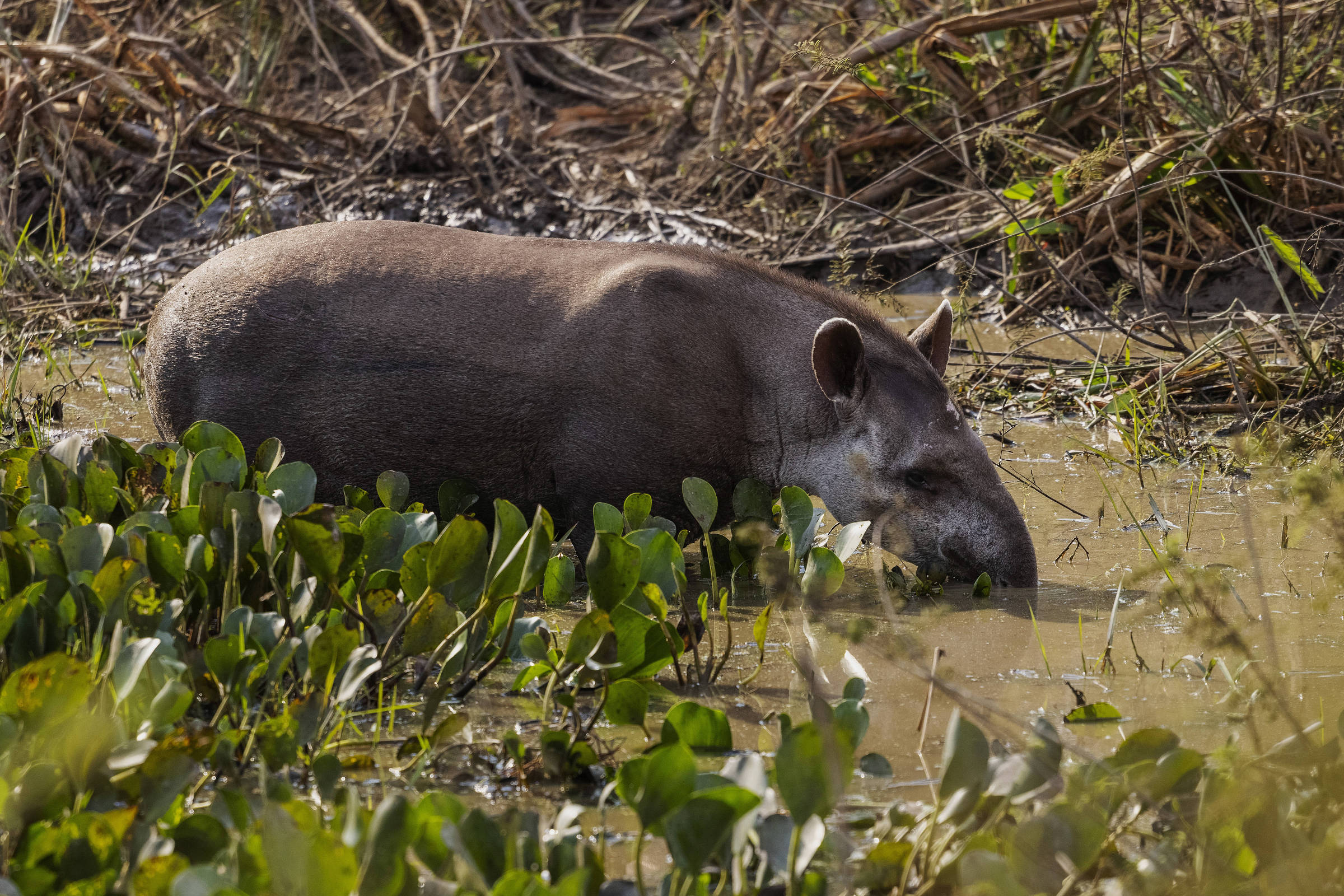 Antas impulsionam germinação de sementes e promovem recuperação de florestas Anta bebe água em uma lagoa em Barão de Melgaço, Mato Grosso (Foto: Lalo de Almeida - 2.set.21/Folhapress)