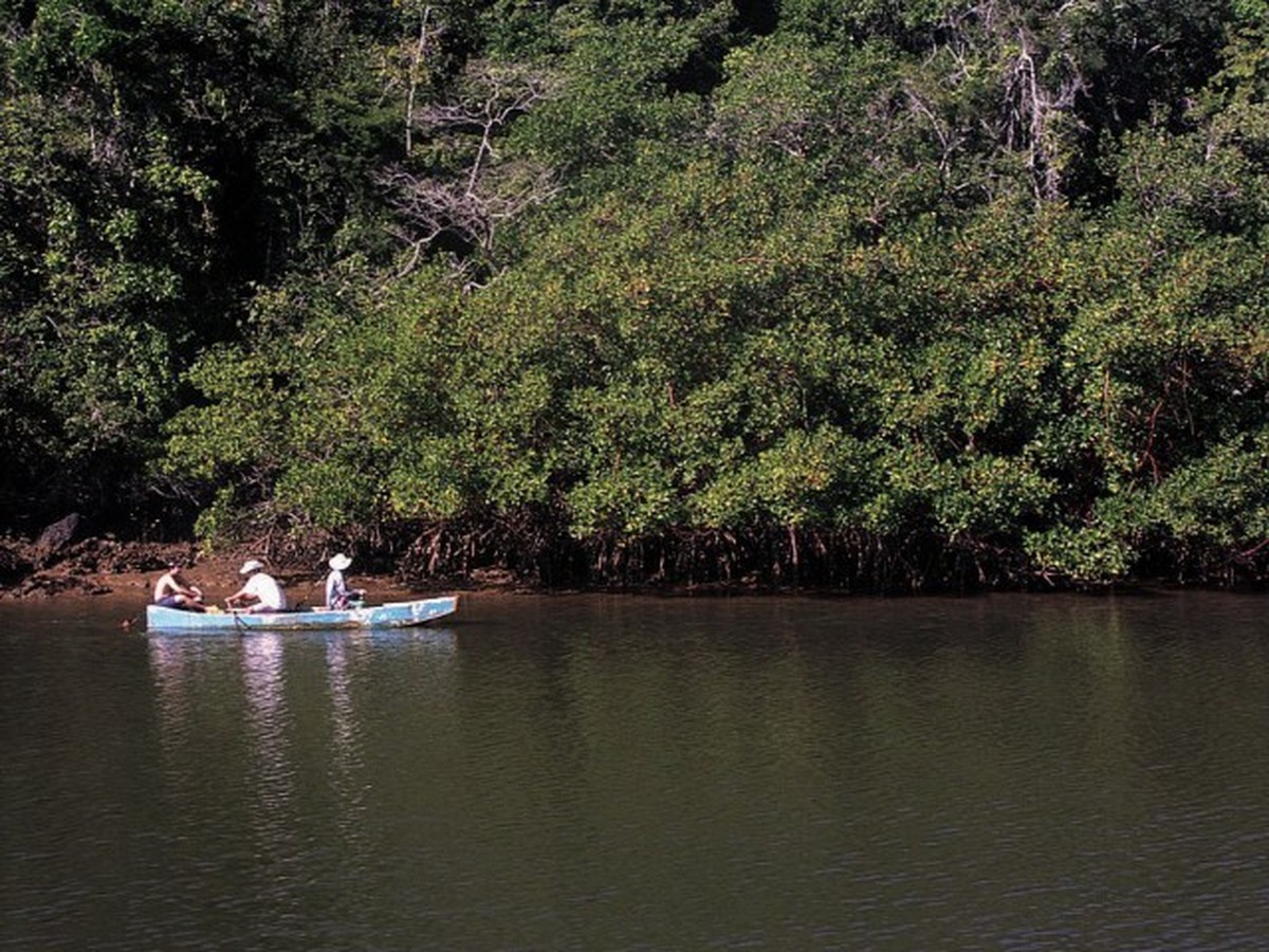 Prefeituras implementam projetos inovadores para enfrentar mudanças climáticas Manguezal do Rio Piraquê-Açu, no Espírito Santo (Foto: Divulgação)