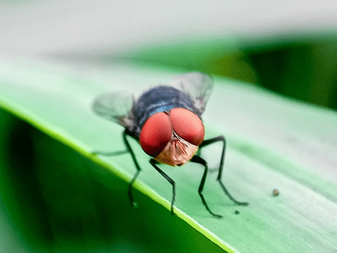 EUA planejam soltar milhões de moscas de aviões para controle de pragas Possível infestação de moscas-varejeiras representa ameaça à parte da economia dos EUA (Foto: Divulgação/APHIS)