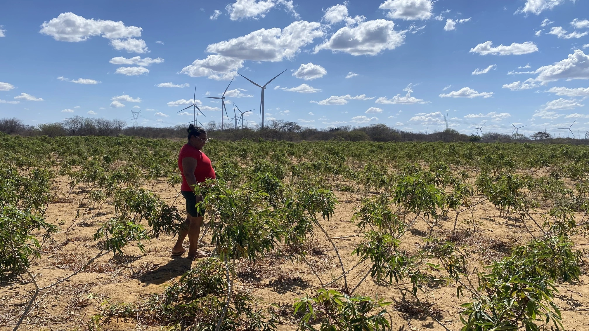 Parques eólicos promovem desenvolvimento sustentável nas comunidades locais Foto: Reprodução