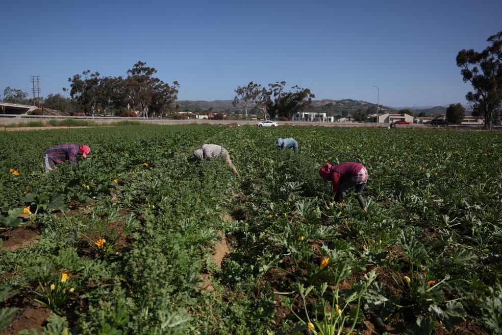 Batidas de imigração em fazendas causam desperdício de alimentos na Califórnia Trabalhadores imigrantes em fazenda em Oxnard, Califórnia (Foto: REUTERS/Pilar Olivares)