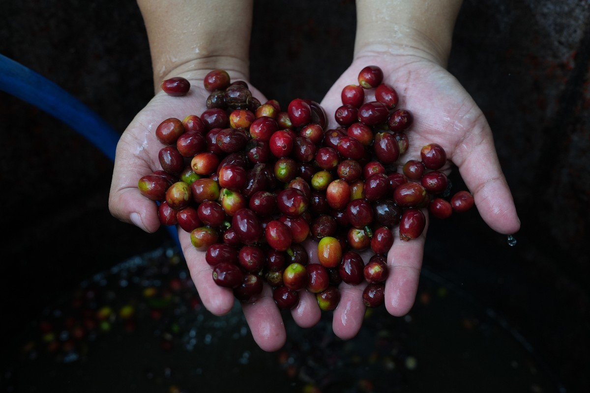 Colheita de café (Foto: Dimas Ardian/Bloomberg)