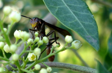 Coletas mensais estão sendo realizadas em área de mata e de cultivo de mandioca no município de Guajará (AM) até fevereiro de 2026 (Foto: Rafael Barbizan Sühs/Wikimedia Commons)