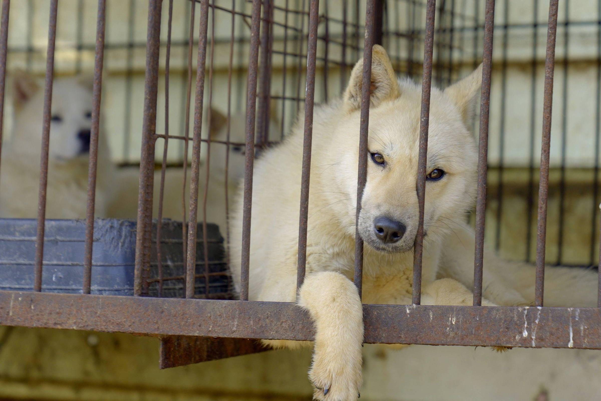 Coreia do Sul proíbe consumo de carne de cachorro e redefine cuidados com animais Estima-se que existam meio milhão de cães em fazendas de carne em todo o país (Foto: Hyunjung Kim/BBC News)