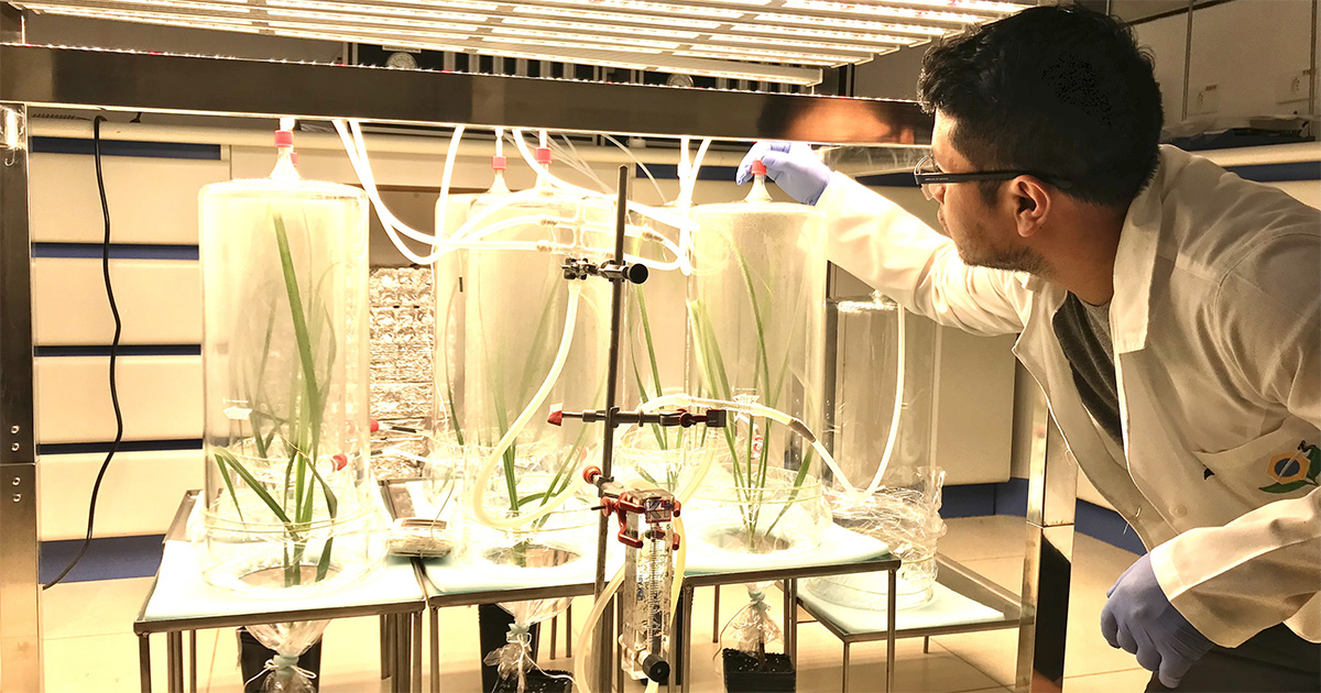 Fungo potencializa defesas da cana-de-açúcar contra pragas e infestações Experimento com plantas colocadas em vasos e envolvidas em cúpulas transparentes, ligadas a mangueiras para fornecimento de água, iluminadas por um conjunto de lâmpadas, acompanhado por um pesquisador de cabelos escuros e óculos, cujo rosto aparece de perfil, e usa um jaleco branco e luvas azuis (Foto: USP Imagens)
