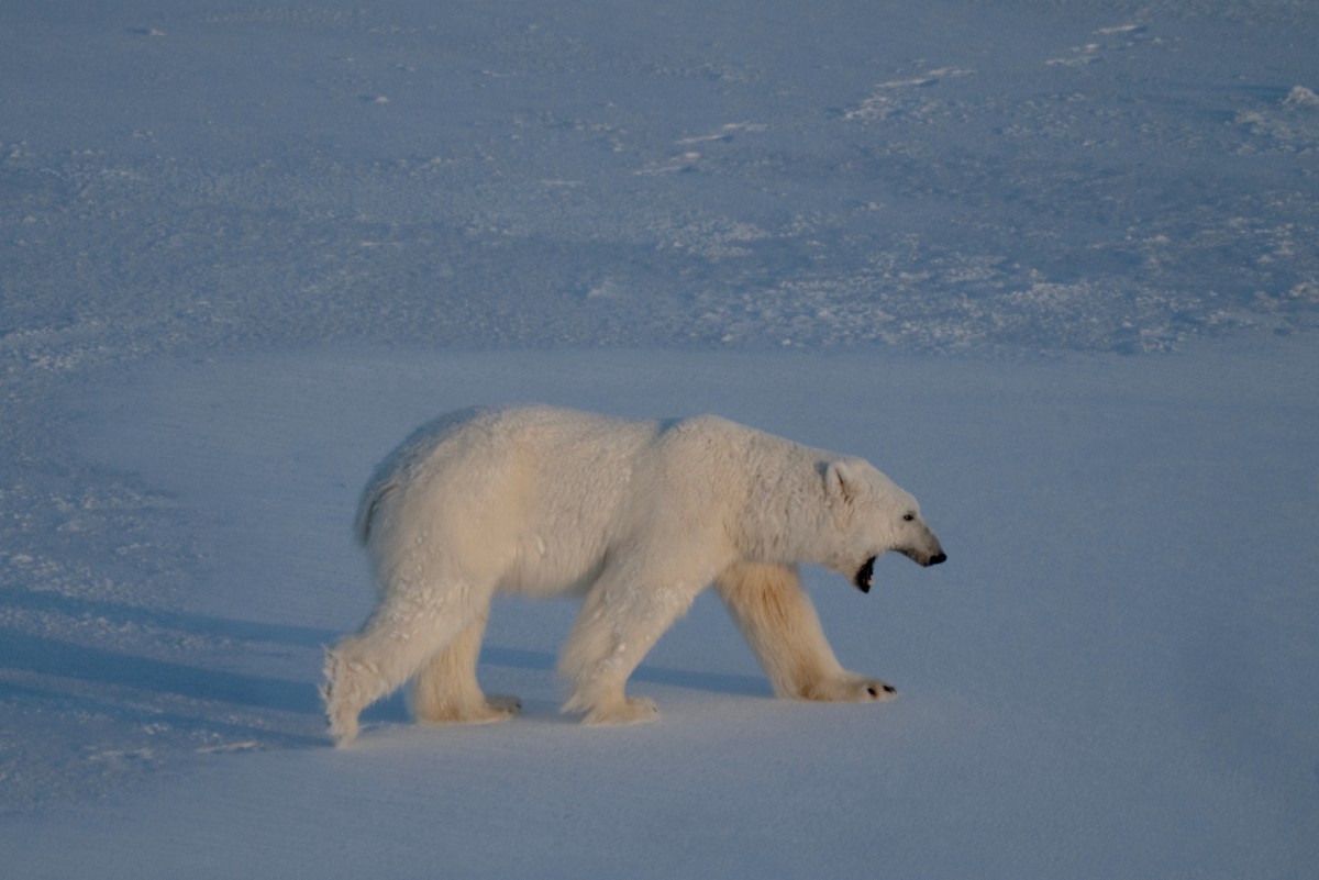 Especialistas usam tecnologia e técnicas inovadoras para salvar o urso-polar no Ártico Apesar da aparência dócil, o urso-polar é um dos predadores mais ferozes do planeta. (Foto: OLIVIER MORIN / AFP)