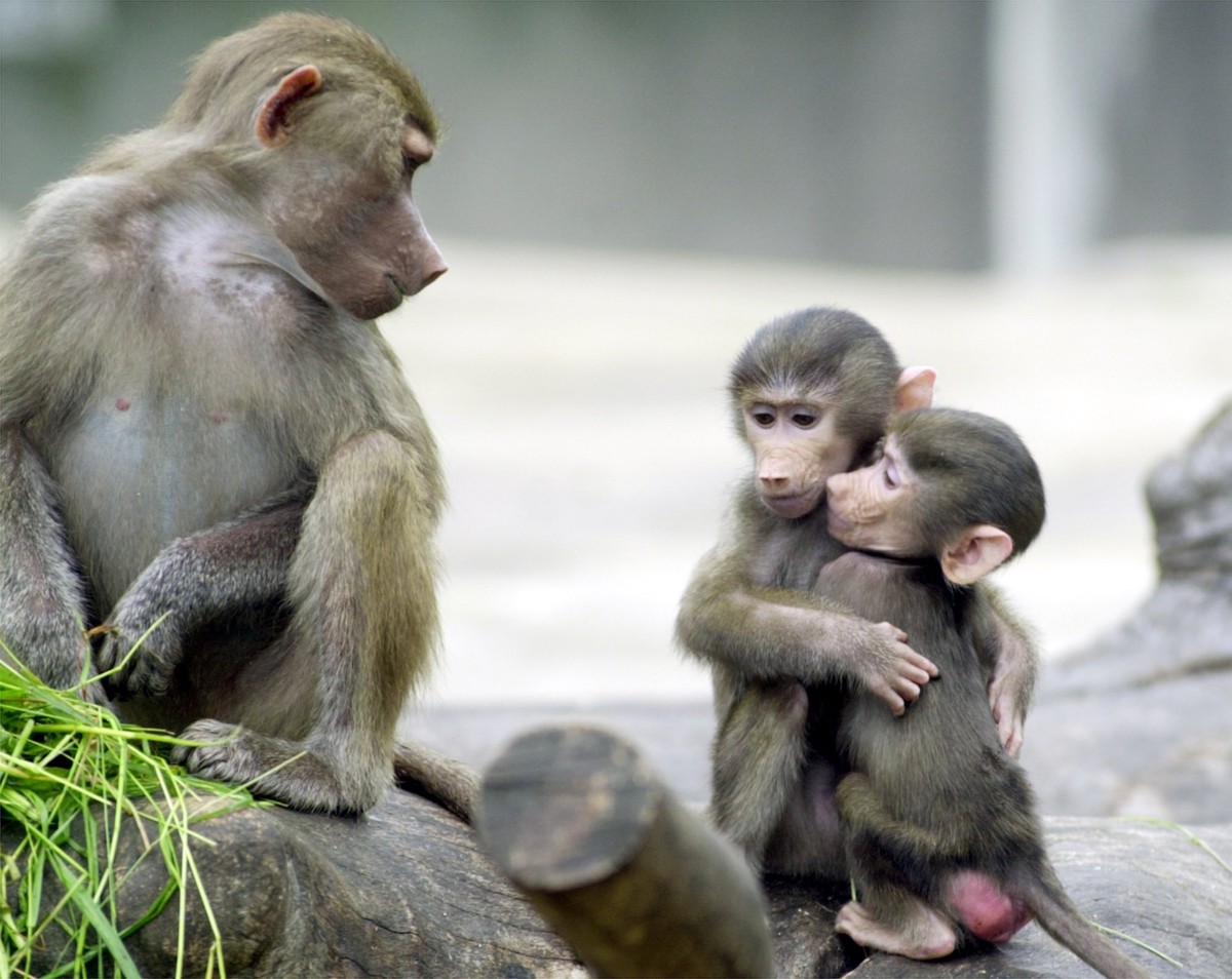 Zoológico na Alemanha sacrifica macacos e gera protestos de ativistas ambientais Babuínos abraçam-se no zoológico de Frankfurt, no oeste da Alemanha (Foto: Bernd Kammerer / AFP)