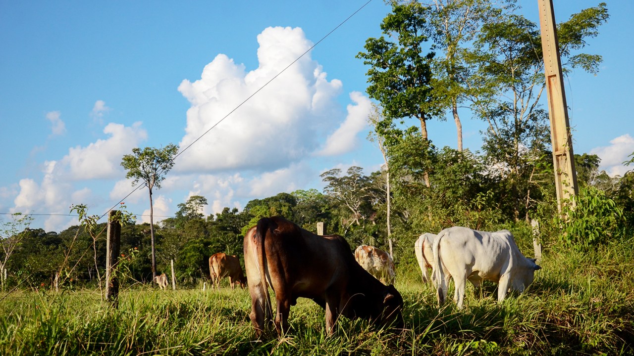 Foto:Reprodução