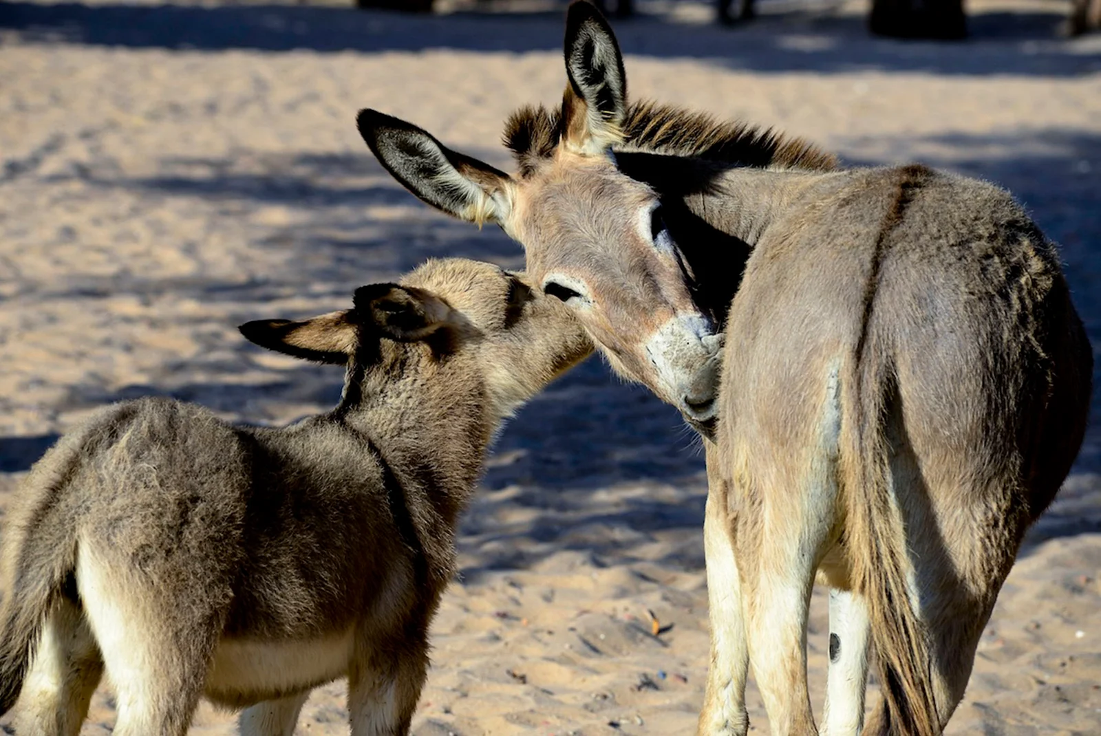População de jumentos no Brasil enfrenta drástica redução e riscos de extinção Foto: Reprodução