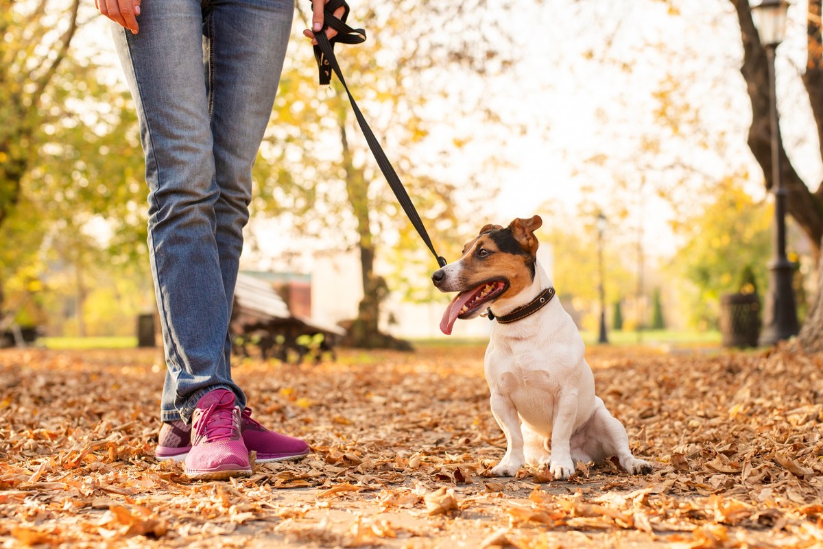 Cidade na Espanha aplicará multas de até 30 mil euros a quem não recolher fezes e limpar urina de cães nas ruas (Foto: Freepik)