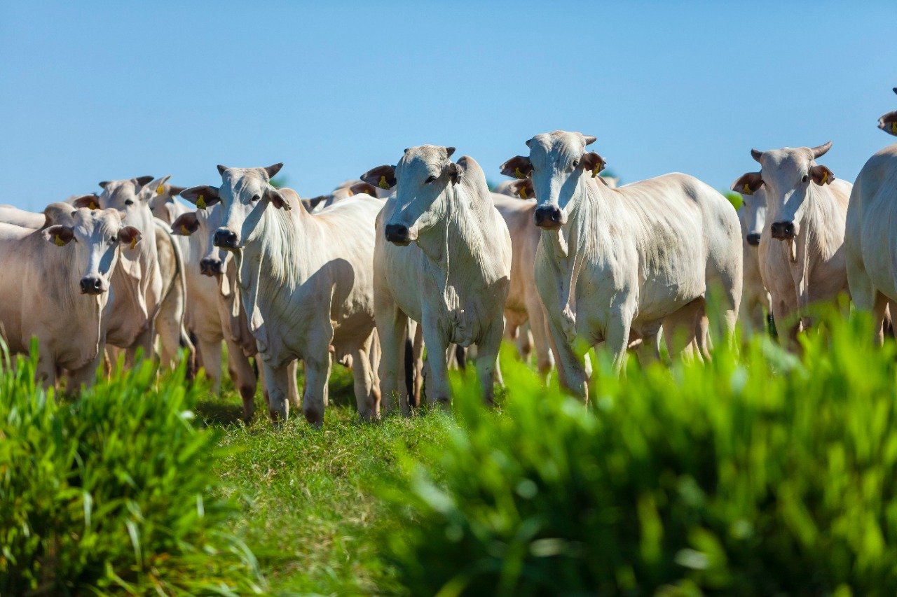 Ativos comprados da Marfrig no Uruguai totalizam R$ 675 milhões (Foto: Marfrig/Divulgação)