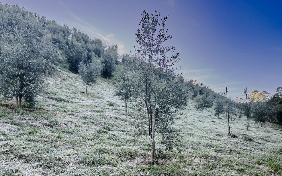 Frio intenso atinge o Centro-Sul e pode trazer neve para áreas serranas do RS e SC Geada em Maria da Fé (MG), em 13 de junho de 2025. (Foto: William Siqueira)