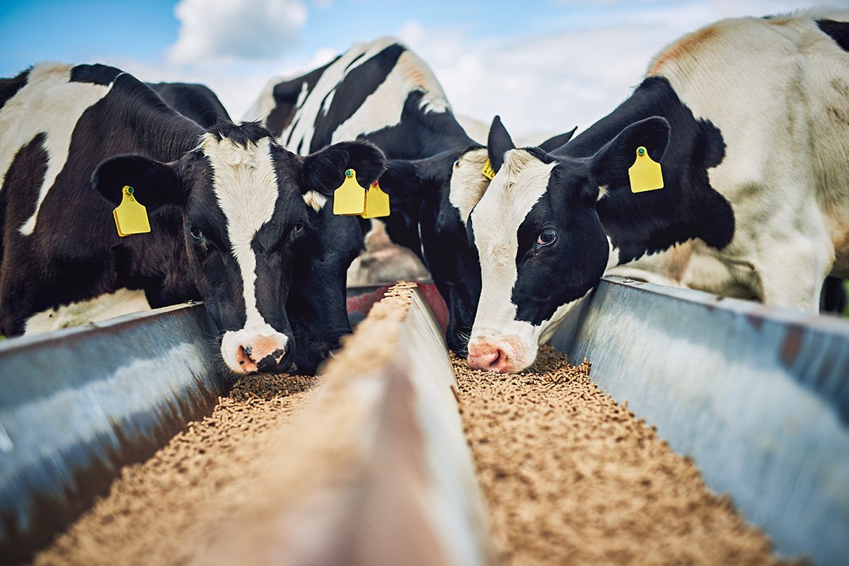 Praga devoradora de carne ameaça rebanhos e eleva preço do bife nos EUA Agricultores alertam que operações de Trump ameaçam segurança alimentar dos EUA (Foto: Reprodução)